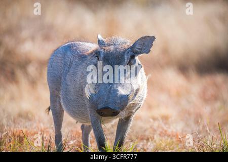 Nahaufnahme eines gewöhnlichen Warzenschweins im Etosha-Nationalpark Stockfoto