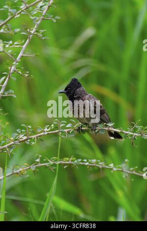 Rotbelüfteter Bulbul (Pycnonotus cafer) in der Vegetation, Sri Lanka Stockfoto