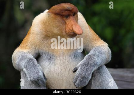 Endemic Proboscis Affe oder Langnasen Affe (Nasalis larvatus), Portrait, Borneo, Malaisia Stockfoto