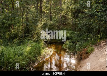Eine ruhige Szene des Lacupite River, einer kleinen und gewundenen Wasserstraße, die durch einen üppigen, dichten Wald fließt. Stockfoto