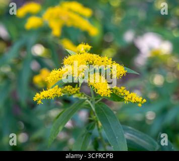 Nahaufnahme der Goldrute an einem sonnigen Sommernachmittag (selektiver Fokus Stockfoto