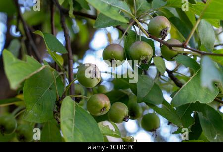 Grüne Krabbenäpfel auf einem Zweig eines Krabbenapfelbaums Stockfoto