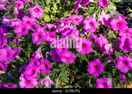 Wunderschöne Petunien an einem sonnigen Sommertag (selektiver Fokus) Stockfoto