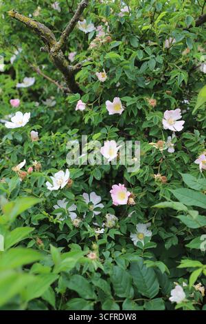 Hunderose (Rosa canina) blüht im Sommer in einer Hecke auf dem britischen Land, Lincolnshire, England. Stockfoto