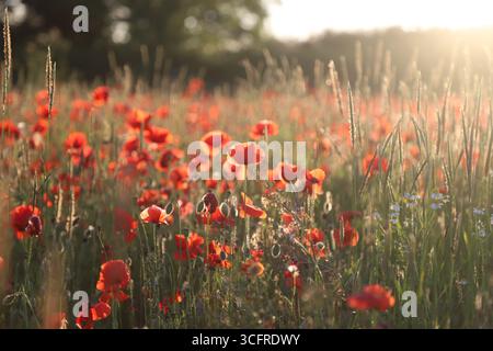 Hinterleuchtete rote Mohnblumen auf dem Feld bei Sonnenuntergang in der britischen Landschaft, Lincolnshire, England. Stockfoto
