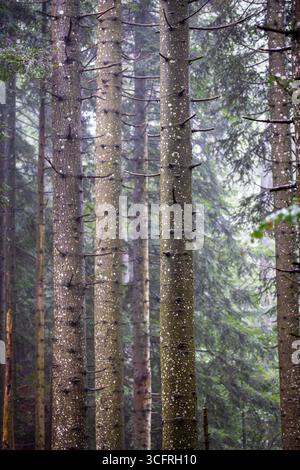 Nahaufnahme mehrerer Tannenstämme (Abies alba) in den Wäldern Sloweniens. Stockfoto
