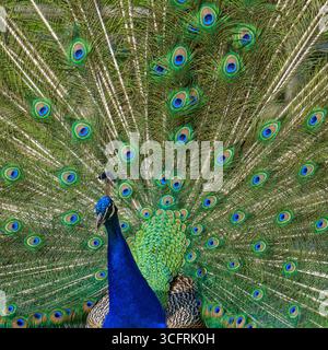 Ein männlicher Pfau (Pavo cristatus) fächert stolz seine schillernden Schwanzfedern in einer schillernden Balz. Lebhafte Blau- und Grüntöne bilden einen Mesmerizi Stockfoto