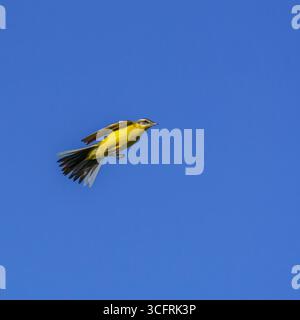 Ein gelber Wagtail (Motacilla flava) schwingt durch einen klaren blauen Himmel, sein leuchtendes gelbes Gefieder und seine ausgestreckten Flügel spiegeln die Eleganz des Vogelgefieders wider Stockfoto