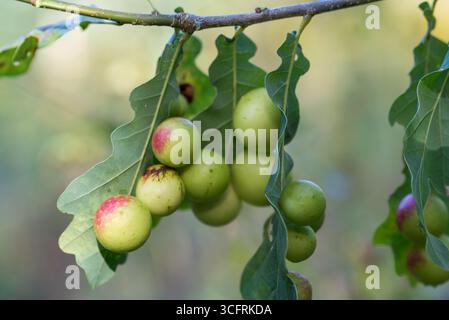 Galls, Cecidia auf Eichenblättern Nahaufnahme selektiver Fokus Stockfoto