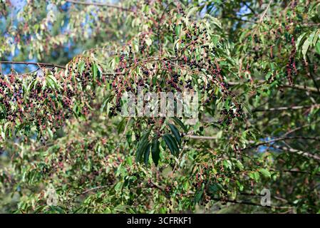 Wilde Schwarzkirsche, Prunus serotina reife Beeren Nahaufnahme selektiver Fokus Stockfoto