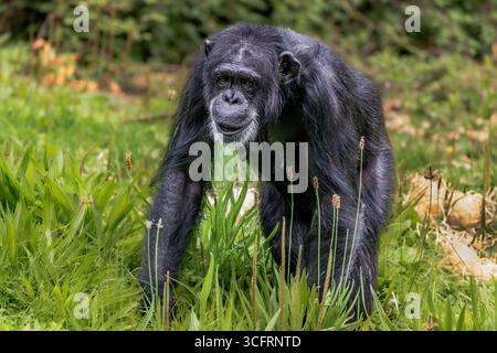 Westlicher Schimpanse Stockfoto