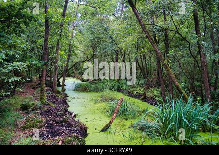 Wasserlauf, der mit Entengras in dicht bewaldeten Sumpfgebieten in den Niederlanden bewachsen ist: Naturschutzgebiet Rottige Meente, Provinz Friesland Stockfoto