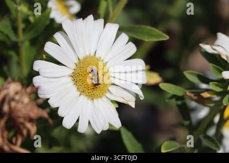 Gipsbiene auf verblasstem weißen Aster Stockfoto