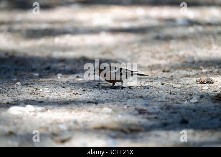 Buchfink, Fringilla Coelebs, eurasischer Buchinch, gewöhnlicher Buchfink, der Vogel ist in seiner natürlichen Umgebung Stockfoto