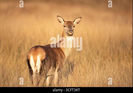 Porträt einer Hirschhecke auf der Herbstwiese, Großbritannien. Stockfoto