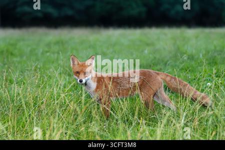 Nahaufnahme eines verspielten jungen Rotfuchses, der auf grünem Gras auf einer Wiese steht, Großbritannien. Stockfoto