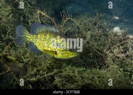 Warmouth-Sonnenfisch im Frühling mit mehreren Wasserpflanzen Stockfoto