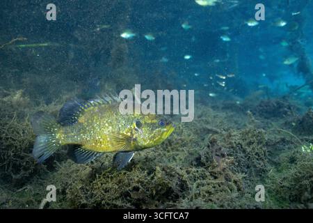 Warmouth-Sonnenfisch im Frühling mit mehreren Wasserpflanzen Stockfoto