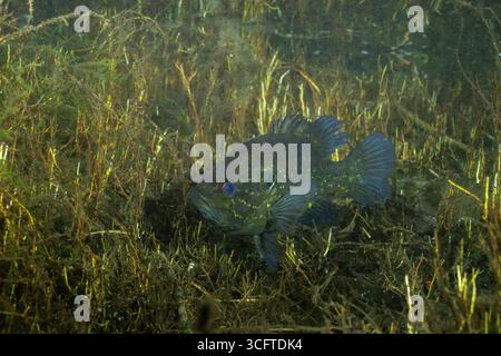Warmouth-Sonnenfisch im Frühling mit mehreren Wasserpflanzen Stockfoto