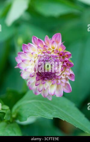 Zarte Blume mit einer Mischung aus violetten und gelben Blüten inmitten von grünem Laub in einem sonnendurchfluteten Garten. Stockfoto