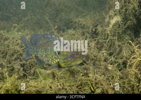 Warmouth-Sonnenfisch im Frühling mit mehreren Wasserpflanzen Stockfoto