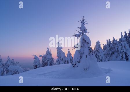 Frostige Morgendämmerung Im Snowy Mountain Forest Mit Frostigen Immergrünen Bäumen Und Tiefen Schneefällen Stockfoto