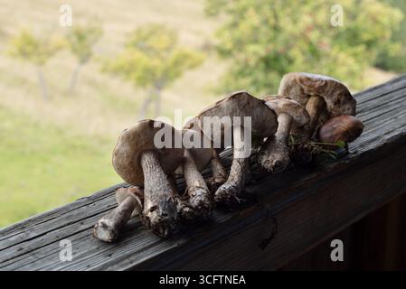 Frisch Geerntete Birkenboleten Und Waldpilze Auf Rustikalem Holz Nach Der Nahrungssuche Stockfoto