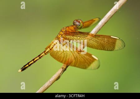 Farbenfroher Libelle Skimmer - Neurothemis manadensis mit schönen Flügeln, die auf der Pflanze in Sulawesi Indonesien sitzen, gelb-rot Morph. Schön. Stockfoto