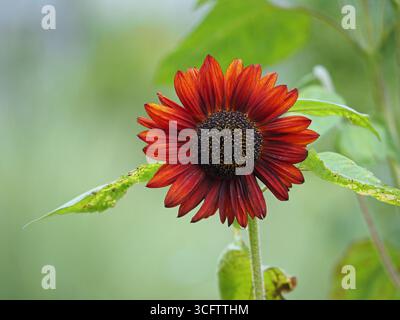 Rote Sonnenblume Helianthis Annuus Stockfoto