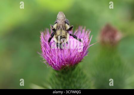 Eine Hummel genießt eine Distelblume Stockfoto