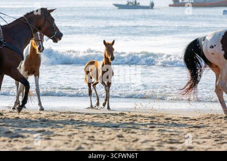 Ein wildes Chincoteague-Ponyfohlen am Sand der Assateague National Seashore während des jährlichen Beach Walks auf Assateague Island, Virginia, USA. Stockfoto