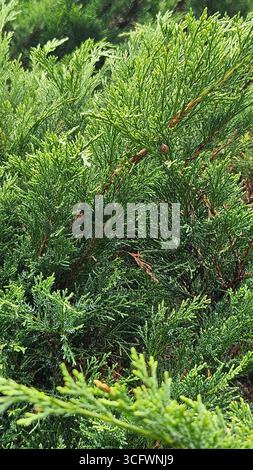 Juniperus (wacholder) Sträucher Evergreen Laub für Landschaftsgestaltung und Gartendesign Stockfoto