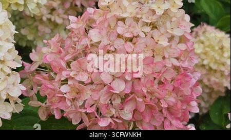 Nahaufnahme der rosa Hortensie paniculata Blumen mit Wassertropfen Stockfoto