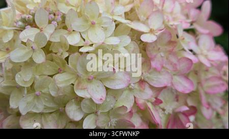 Nahaufnahme der rosa Hortensie paniculata Blumen mit Wassertropfen Stockfoto