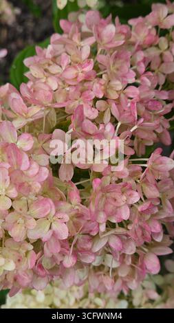Nahaufnahme der rosa Hortensie paniculata Blumen mit Wassertropfen Stockfoto