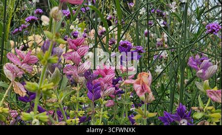 Gemalter Muskatellersalbei (Salvia viridis) in Wildblumenwiese Stockfoto