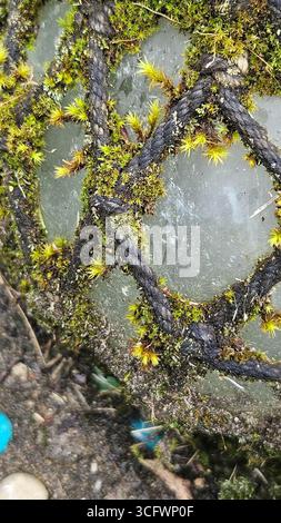 Nahaufnahme von Moos, das auf der Oberfläche wächst Stockfoto