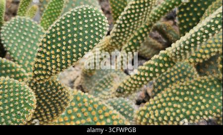 Nahaufnahme von Opuntia Microdasys Bunny Ear Cactus mit Wirbelsäule Stockfoto