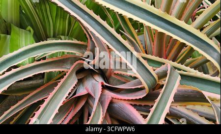 Aechmea Fasciata-Bromelienpflanze mit stacheligen Blättern Stockfoto
