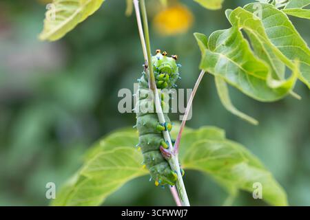 Hyalophora cecropia Caterpillar Stockfoto