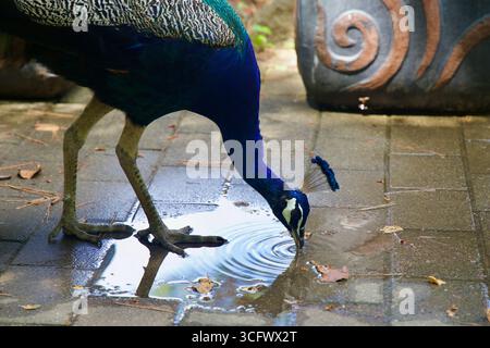 Ein Pfau senkt seinen Schnabel zu einer Pfütze auf dem gepflasterten Pfad im Hallim Park, in der sich nach einem leichten Schub blau-grünes Gefieder in den Wellen spiegelt Stockfoto