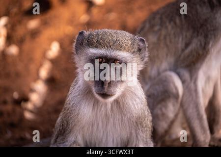 Nahaufnahme eines Eisenkraut-Affen (Chlorocebus pygerythrus), der bei natürlichem Licht auf dem Boden sitzt, Afrika Stockfoto