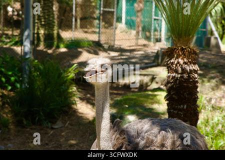 Nahaufnahme eines Straußes mit offenem Schnabel in einem schattigen Gehege im Hallim Park auf Jeju Island, mit Palmen und Zäunen im Hintergrund. Stockfoto