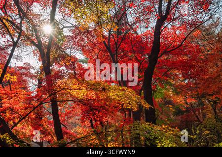 Seoul Südkorea, rotes Ahornblatt im Samcheong Park in der Herbstsaison Stockfoto