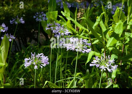 Hallim Park Pflanzen aus blassvioletten Agapanthusblüten, bekannt als Lilie of the Nil, erheben sich auf hohen Stängeln über grünen Blättern Stockfoto