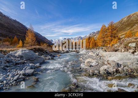 Lonza im Loetschental, umgeben von herbstlichen Lärchen mit dem langen Gletscher im Hintergrund, Dorf Blatten, Wallis, Schweiz Stockfoto