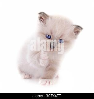 Kätzchen birman Katze vor weißem Hintergrund Stockfoto