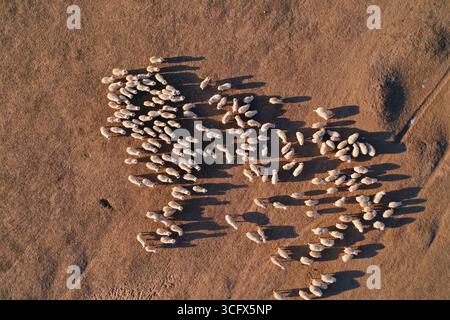 Die Schafherde bildet riesige Schafränder aus der Vogelperspektive über sandigem Gelände Stockfoto