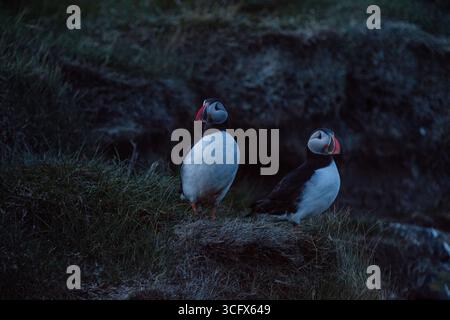 Papageitaucher sind eine von drei Arten kleiner Alciden der Vogelgattung Fratercula. Stockfoto
