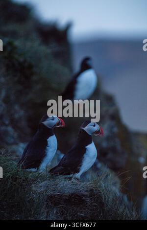 Papageitaucher sind eine von drei Arten kleiner Alciden der Vogelgattung Fratercula. Stockfoto